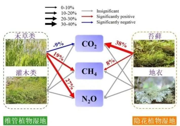 中科院团队研究发现全球增温将削弱湿地碳汇功能